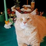 Foto del gato perdido en Marseille