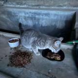 Foto de gato encontrado en Sainte Anastasie