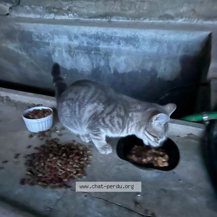 Foto 1/1 Gato encontrado Encontrado en Sainte anastasie