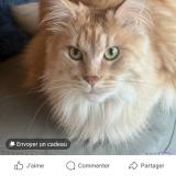 Foto del gato perdido en Clarensac