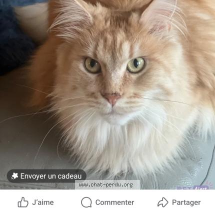 Foto 1/1 TOSCANE Chat perdido en Clarensac