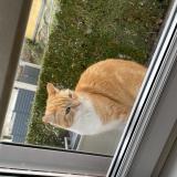 Foto de gato encontrado en Revin