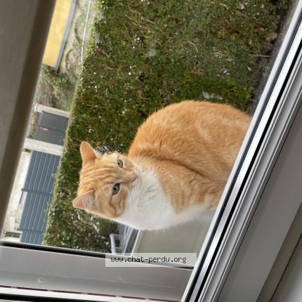 Foto 1/1 Gato encontrado Encontrado en Revin