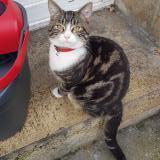 Foto de gato encontrado en Macquigny