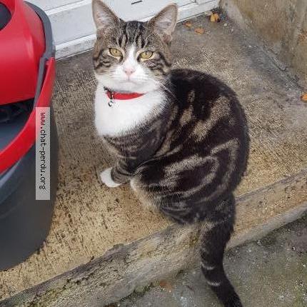 Foto 1/4 Gato encontrado Encontrado en Macquigny