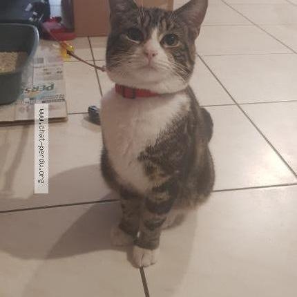 Foto 2/4 Gato encontrado Encontrado en Macquigny