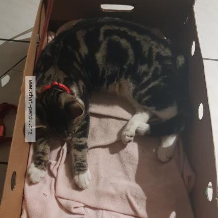 Foto 3/4 Gato encontrado Encontrado en Macquigny