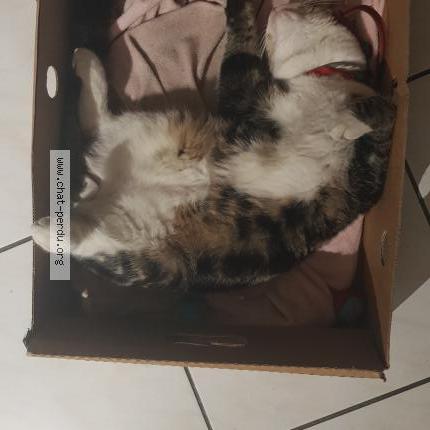 Foto 4/4 Gato encontrado Encontrado en Macquigny