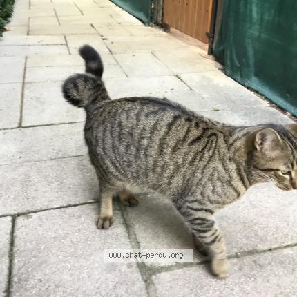 Foto 1/1 Gato encontrado Perdido en Nice