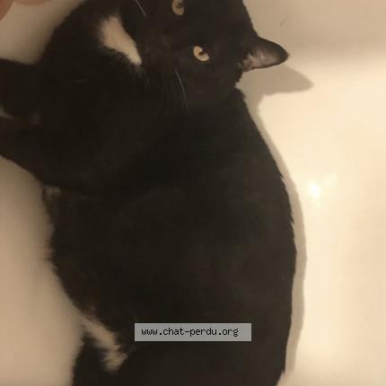 Foto 1/1 Oreo Chat perdido en Saint germain en laye