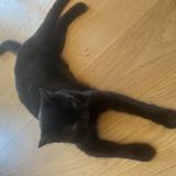 Foto del gato perdido en Dardilly