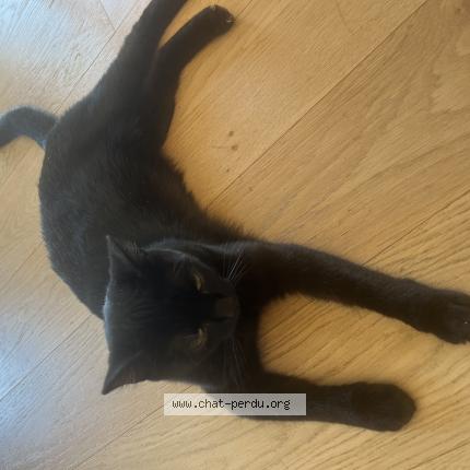 Foto 1/1 Choco Chat perdido en Dardilly