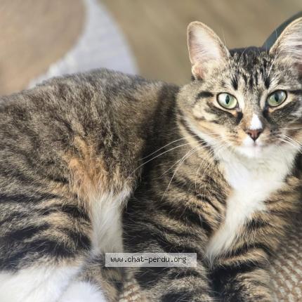 Foto 1/1 Zao Chat perdido en Lagny sur marne