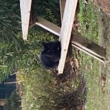 Foto de gato encontrado en Mougins