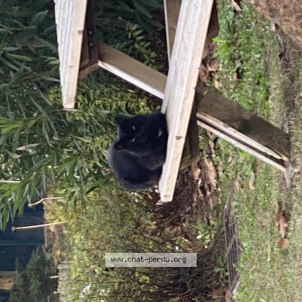 Foto 1/1 Gato encontrado Encontrado en Mougins