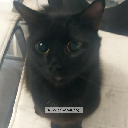 Foto 1/1 Kiko Chat perdido en Auch