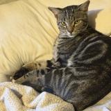 Foto del gato perdido en Albuquerque