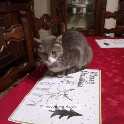 Foto 1/1 Gros pépère Chat perdido en Urcay