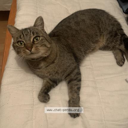 Foto 2/2 Titi Chat perdido en Viriville