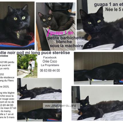 Foto 1/2 Guapa Chat perdido en Rang du fliers