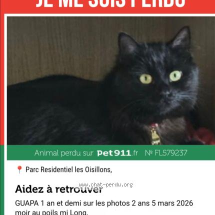 Foto 2/2 Guapa Chat perdido en Rang du fliers