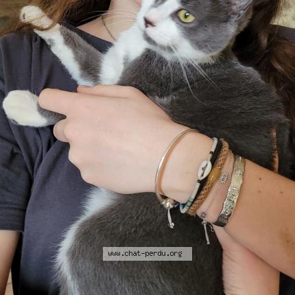 Foto 1/1 GROOT Chat perdido en Floudes