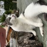 Foto del gato perdido en Lusigny