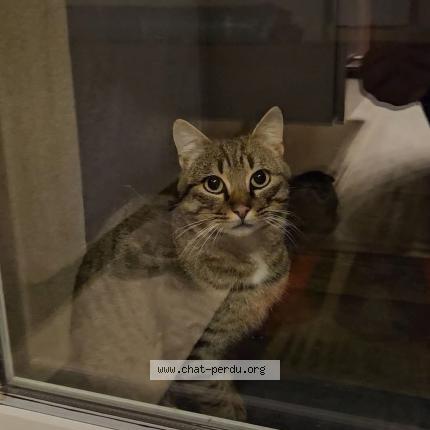 Foto 1/1 Ralf Chat perdido en Saint sulpice le verdon