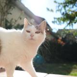 Foto del gato perdido en Ramonville