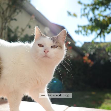 Foto 1/1 Poopie Chat perdido en Ramonville