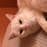 Foto del gato perdido en Gourfaleur