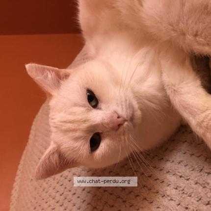 Foto 1/1 Anna Chat perdido en Gourfaleur