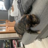 Foto del gato perdido en Frenes Sur Escaut