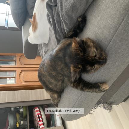 Foto 1/1 Mila Chat perdido en Frenes sur escaut