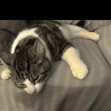 Foto del gato perdido en Cambo Les Bains