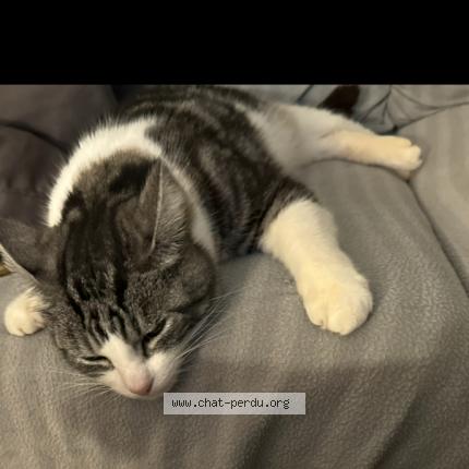 Foto 1/1 Pumba Chat perdido en Cambo les bains