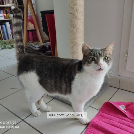 Foto 1/1 addis Chat perdido en Routot