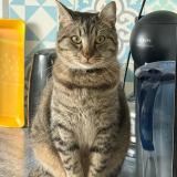 Foto del gato perdido en Le Mans