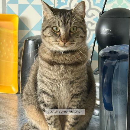 Foto 1/1 pacoh Chat perdido en Le mans