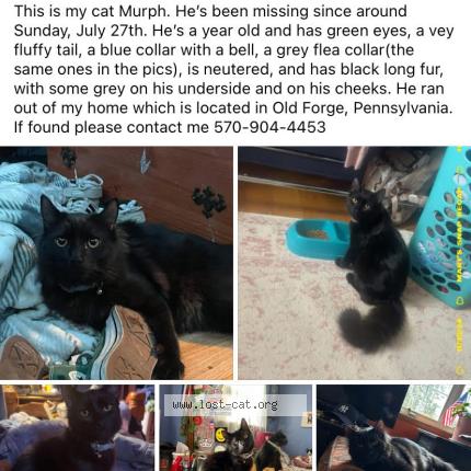 Foto 1/1 Murph Chat perdido en Old forge