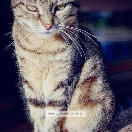 Foto 1/1 Mimine Chat perdido en Nice