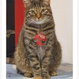 Foto del gato perdido en Mulhouse