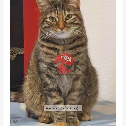 Foto 1/1 Monique Welterlin Chat perdido en Mulhouse