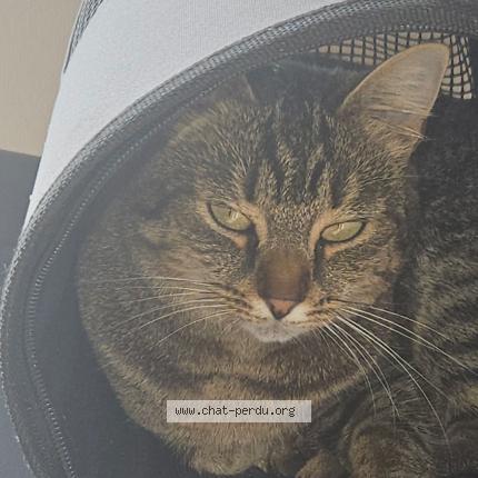 Foto 1/1 Rori Chat perdido en Magnee