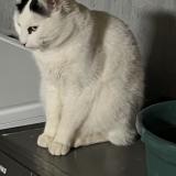 Foto del gato perdido en Fronsac