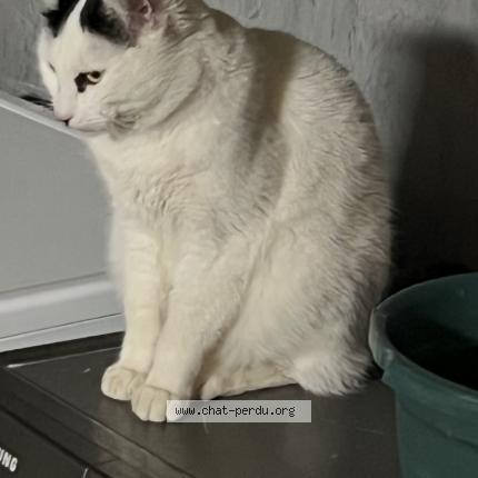 Foto 1/1 Albert Chat perdido en Fronsac