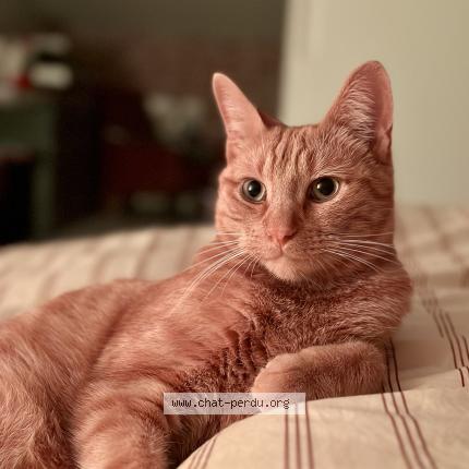 Foto 1/1 Gaston Chat perdido en Chevagny les chevrieres