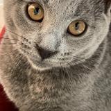 Foto del gato perdido en Montelimar