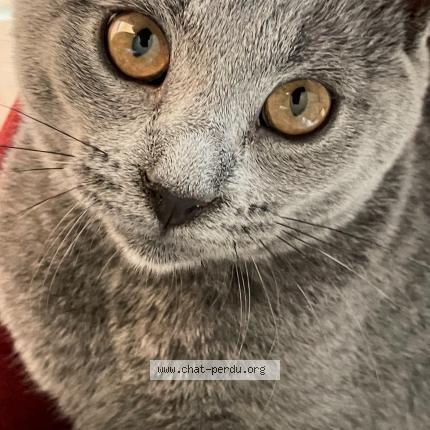 Foto 1/3 AYA Chat perdido en Montelimar