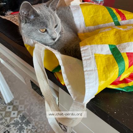 Foto 2/3 AYA Chat perdido en Montelimar